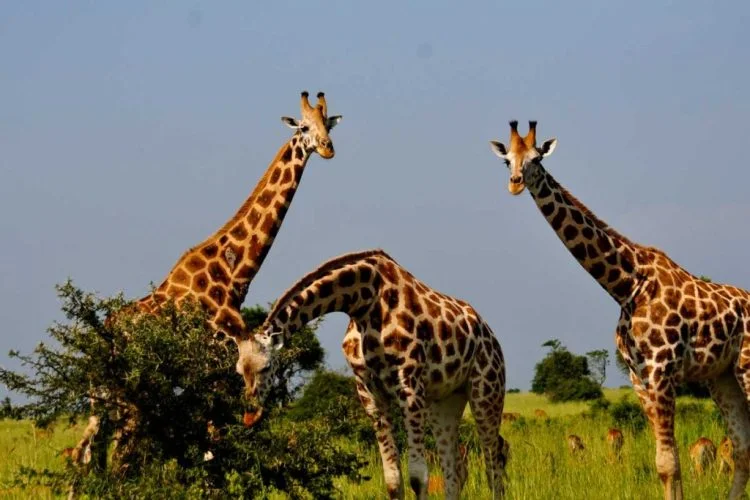 which-animals-are-found-in-murchison-falls-national-park