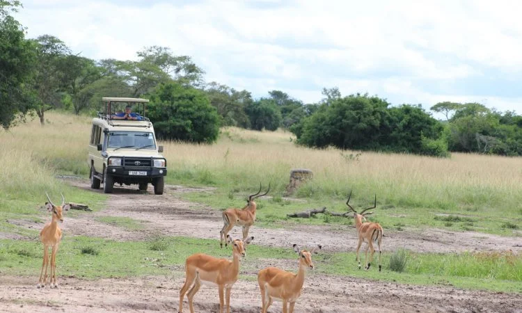 game-safari-and-chimpanzee-tour-in-queen-elizabeth-np