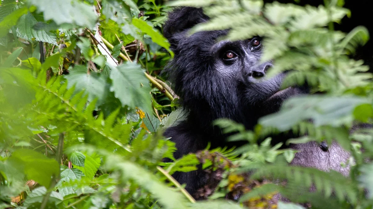 can-i-book-a-gorilla-safari-when-i-am-in-uganda
