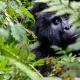 can-i-book-a-gorilla-safari-when-i-am-in-uganda
