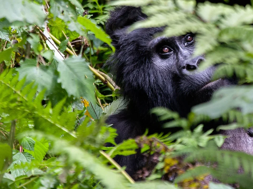can-i-book-a-gorilla-safari-when-i-am-in-uganda