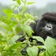 tour-in-pearl-of-africa-for-game-drive-and-gorilla-trek