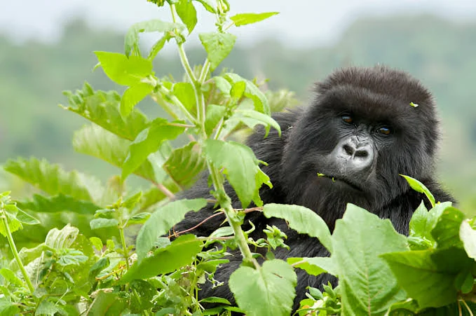 tour-in-pearl-of-africa-for-game-drive-and-gorilla-trek
