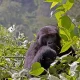 what-makes-buhoma-the-best-for-gorilla-tracking