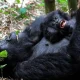 can-i-combine-gorillas-wildlife-and-chimps-in-one-tour