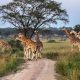 how-to-book-a-safari-in-uganda