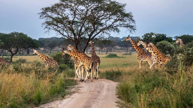 how-to-book-a-safari-in-uganda