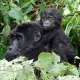 uganda-gorillas-combining-with-akagera-safari