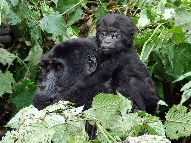 uganda-gorillas-combining-with-akagera-safari