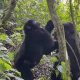 gorilla-trekking-in-uganda-from-kigali-and-back-in-one-day