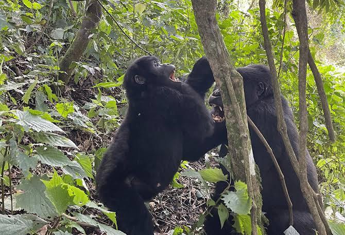 gorilla-trekking-in-uganda-from-kigali-and-back-in-one-day