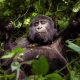 gorilla-tours-for-african-citizens