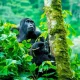 gorilla-trekking-begin-in-mgahinga-np
