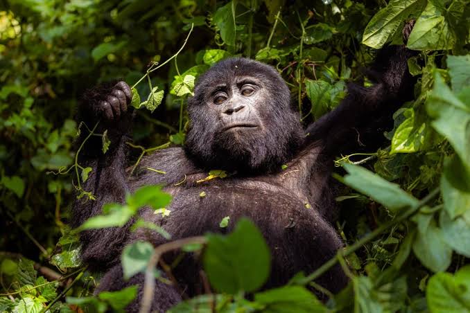 gorilla-tours-for-african-citizens