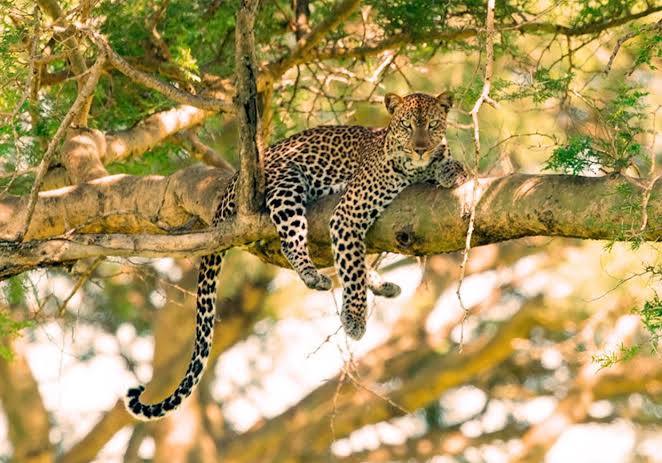 which-activities-can-i-do-on-3-days-tour-in-uganda