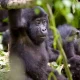 can-i-book-a-gorilla-permit-myself