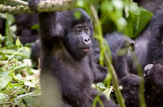 can-i-book-a-gorilla-permit-myself
