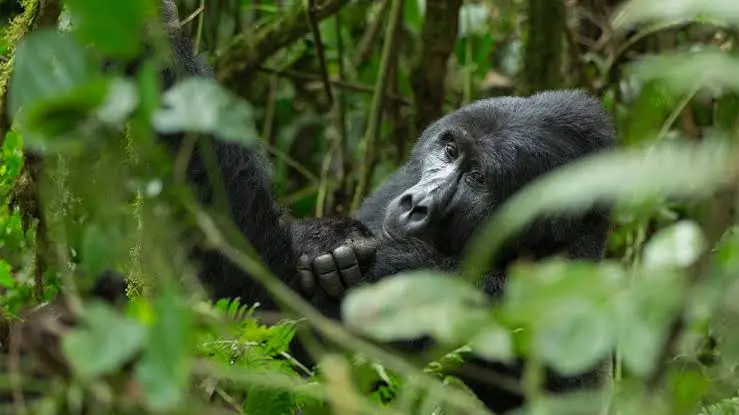 how-much-is-gorilla-tour-in-uganda-from-kampala