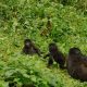 transfers-from-entebbe-to-bwindi-for-gorilla-trek