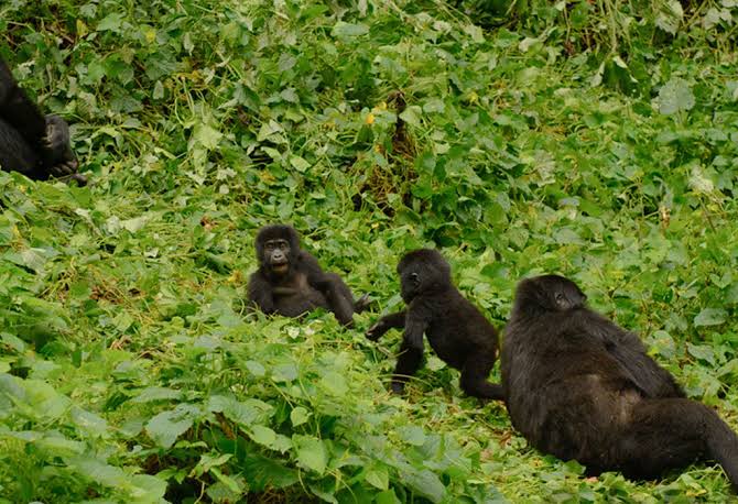 transfers-from-entebbe-to-bwindi-for-gorilla-trek