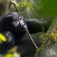 can-i-book-a-gorilla-tour-from-kampala