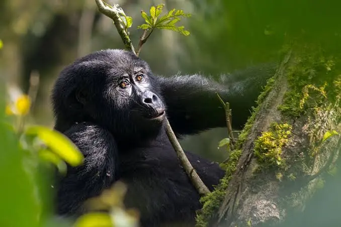 can-i-book-a-gorilla-tour-from-kampala