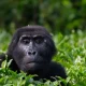 easiest-way-to-book-a-gorilla-tour-in-uganda