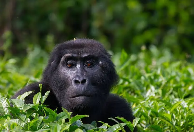 easiest-way-to-book-a-gorilla-tour-in-uganda