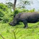 uganda-safari-murchison-ziwa-kibale-queen-and-bwindi