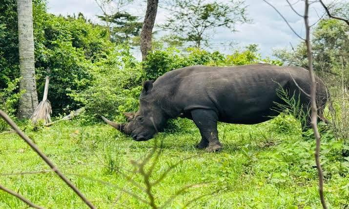 uganda-safari-murchison-ziwa-kibale-queen-and-bwindi