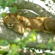 bwindi-and-queen-elizabeth-tour