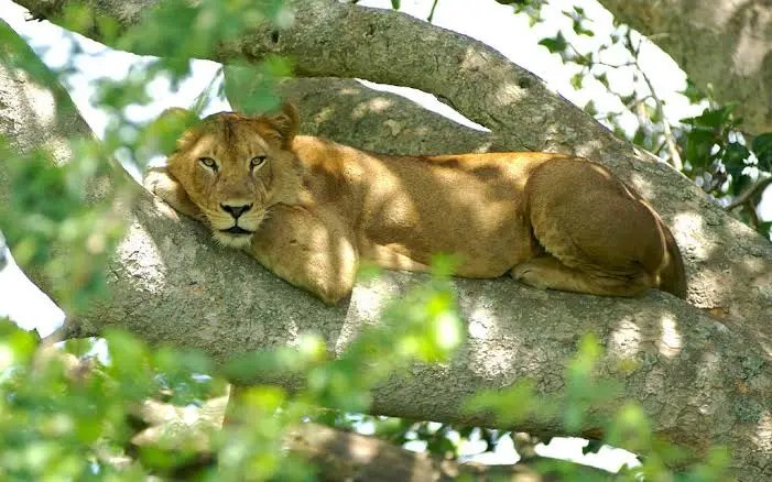 bwindi-and-queen-elizabeth-tour