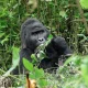 game-safari-and-chimpanzee-combo