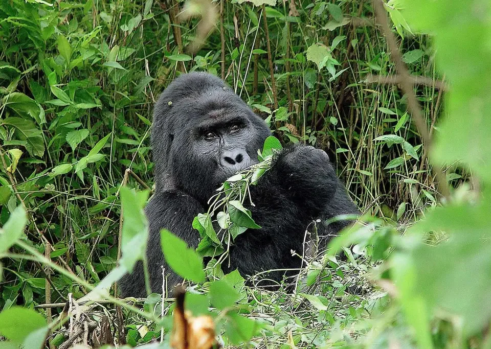 game-safari-and-chimpanzee-combo