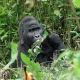 can-i-combine-lake-kivu-with-uganda-gorilla-safari