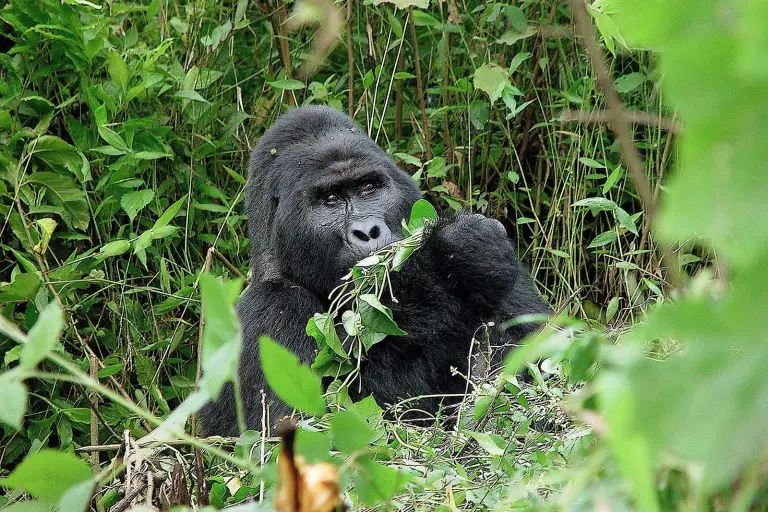 can-i-combine-lake-kivu-with-uganda-gorilla-safari