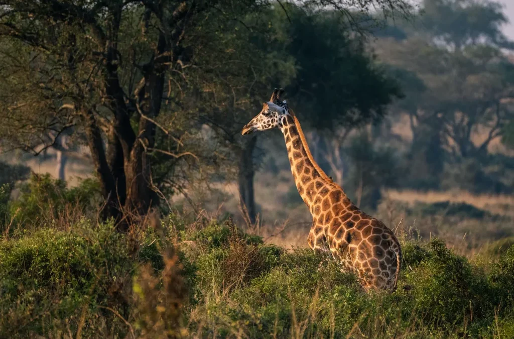 short-safaris-for-people-working-in-uganda