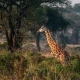 short-safaris-for-people-working-in-uganda