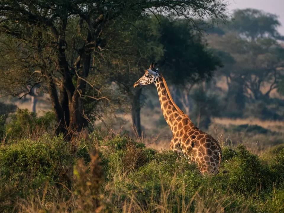 short-safaris-for-people-working-in-uganda
