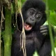 available-tours-from-entebbe-to-bwindi