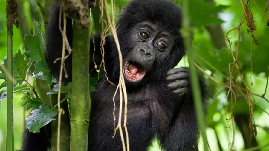 available-tours-from-entebbe-to-bwindi