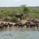 tour-to-queen-elizabeth-np-starting-from-kampala
