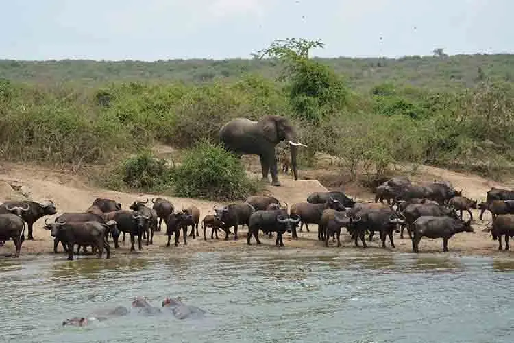tour-to-queen-elizabeth-np-starting-from-kampala