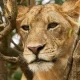 entebbe-or-kigali-for-a-uganda-safari