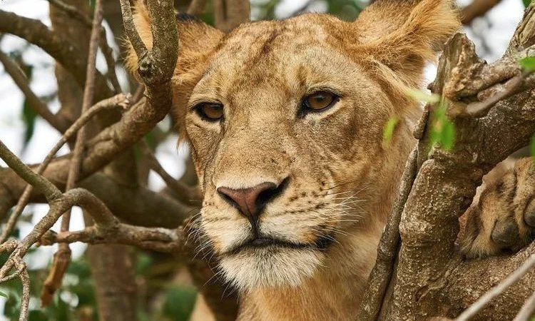 entebbe-or-kigali-for-a-uganda-safari
